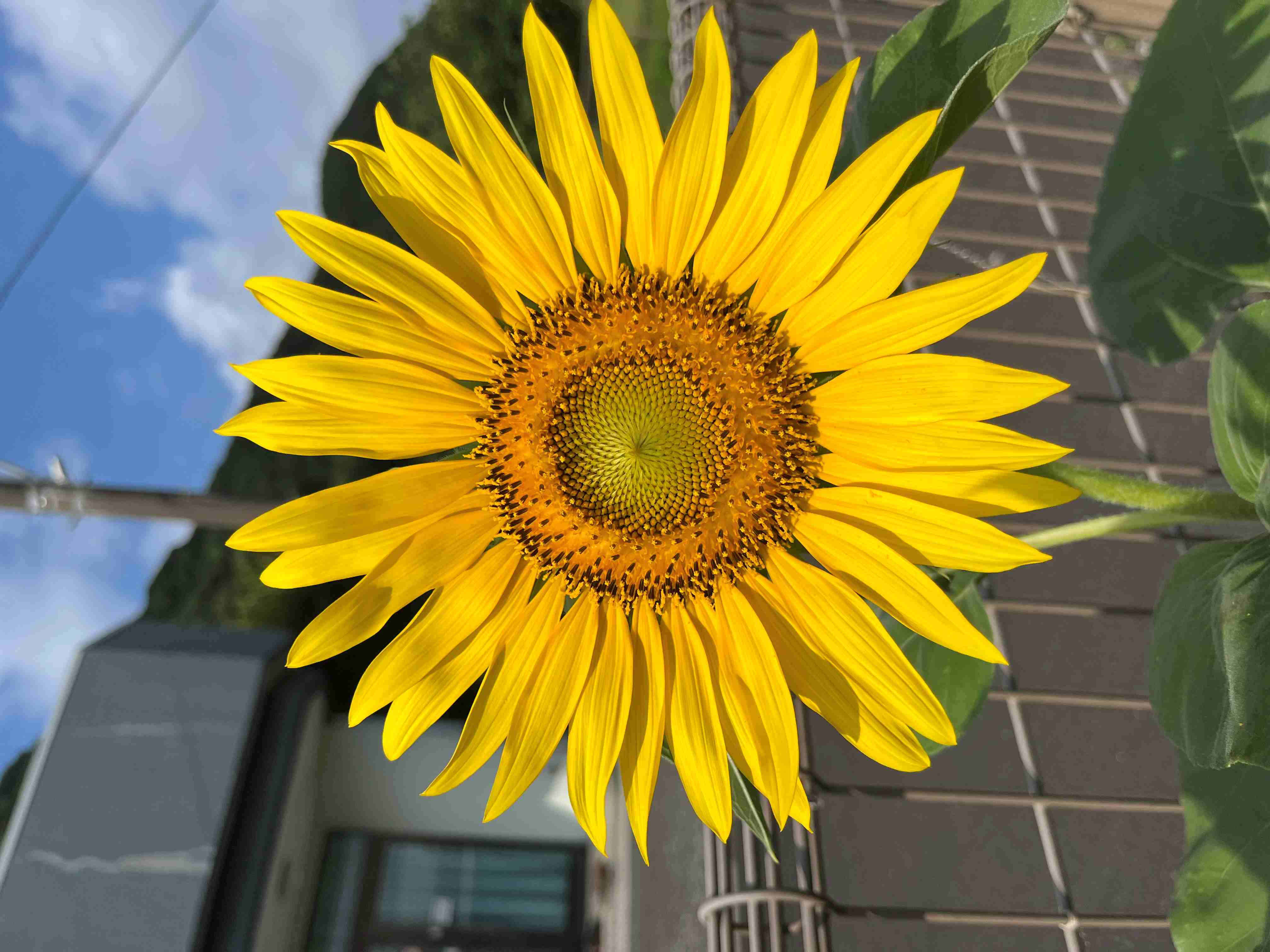 ひまわりが咲きました🌻 - ふくしねっとCoCoてらす